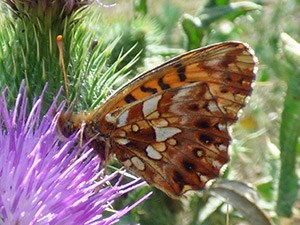 Weaver's Fritillary - Clossiana dia © John Muddeman